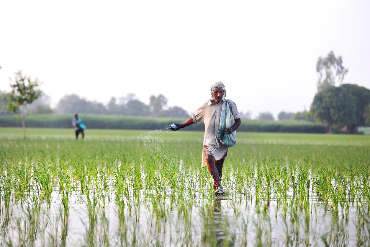 Farmer Spreads fertilizers in the Field of Paddy Rice plants