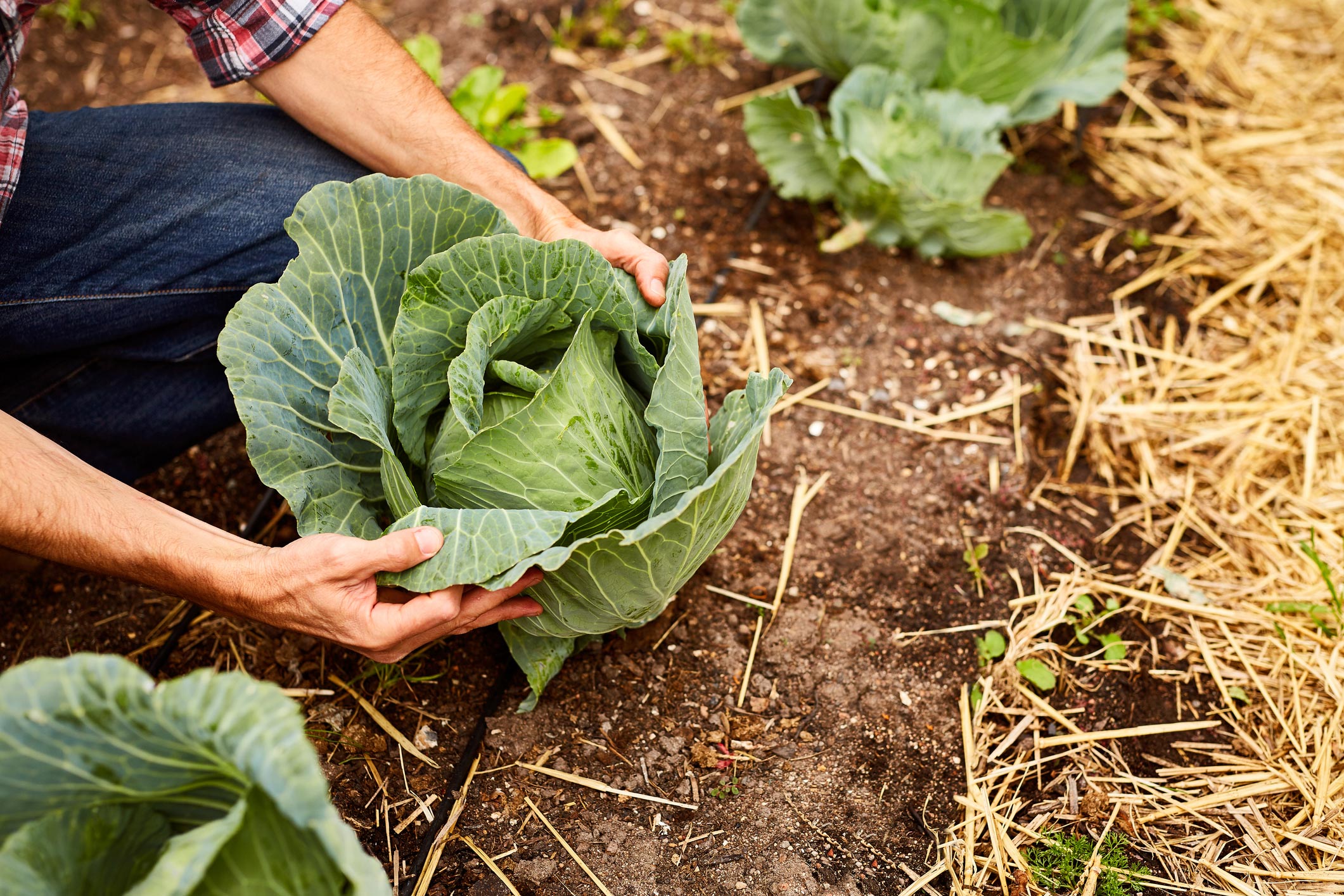a man looking at cabbage growing in his garden